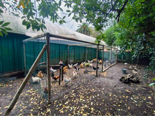 2025_11_24 Gripe Aviar Gijón 1