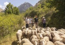 Caminos Trashumantes consolida la mayor red nacional de activación turística en torno a la trashumancia