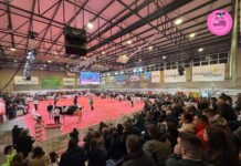 Suspendida para 2026 la Feria del Ganado Frisón “Usías Holstein” de Dos Torres (Córdoba)