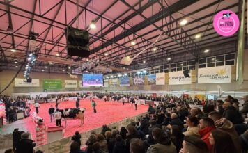 Suspendida para 2026 la Feria del Ganado Frisón “Usías Holstein” de Dos Torres (Córdoba)