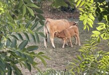 El Gobierno de Asturias aprueba una partida de 1,23 millones para compensar a 900 ganaderías por los daños de la enfermedad hemorrágica epizoótica