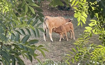 El Gobierno de Asturias aprueba una partida de 1,23 millones para compensar a 900 ganaderías por los daños de la enfermedad hemorrágica epizoótica