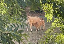 Medio Rural prorroga hasta el 1 de diciembre la suspensión del mercado nacional de La Pola Siero para frenar la expansión de la dermatosis nodular