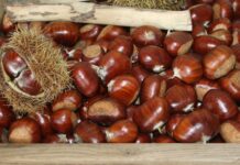 El Certamen de la Castaña Valduna cumple 25 años con una programación especial y la venta de más de 600 kilos de la castaña originaria de Las Regueras