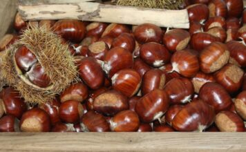 El Certamen de la Castaña Valduna cumple 25 años con una programación especial y la venta de más de 600 kilos de la castaña originaria de Las Regueras