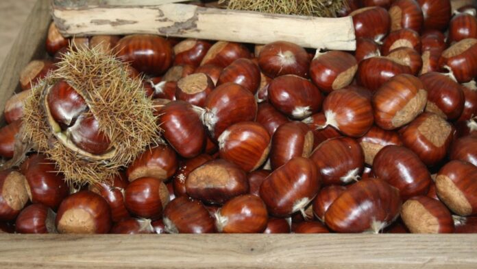 disen-o-sin-ti-tulo-2022-10-26t114014-614