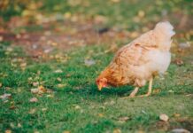 Medio Rural refuerza la protección frente a la gripe aviar y prohíbe la cría de aves de corral al aire libre en ocho concejos