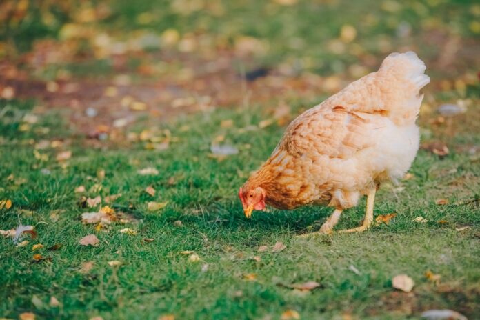 Poultry,Farming,,Beautiful,Brown,Hen,Laying,In,Grass,,Natural,Habitat,