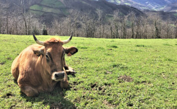 Medio Rural concede 250.000 euros a 23 agrupaciones de defensa sanitaria ganadera, que dan servicio a más de 2.000 explotaciones