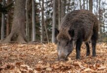 España detecta dos casos de peste porcina africana en animales silvestres