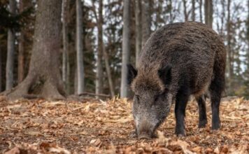 España detecta dos casos de peste porcina africana en animales silvestres