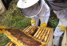 El sector apícola asturiano advierte de estar al borde del colapso