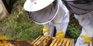 El sector apícola asturiano advierte de estar al borde del colapso