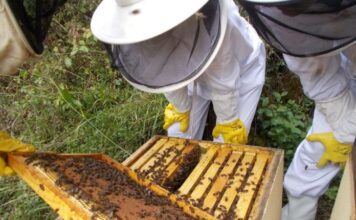 El sector apícola asturiano advierte de estar al borde del colapso