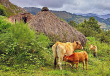 Medio Rural publica las bases de las ayudas para compensar a las ganaderías afectadas por vacíos sanitarios o por la inmovilización de reses