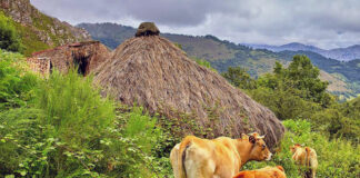 Medio Rural publica las bases de las ayudas para compensar a las ganaderías afectadas por vacíos sanitarios o por la inmovilización de reses