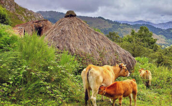 Medio Rural publica las bases de las ayudas para compensar a las ganaderías afectadas por vacíos sanitarios o por la inmovilización de reses