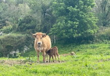 Medio Rural prorroga hasta el 18 de enero la suspensión del mercado nacional de La Pola Siero para frenar la dermatosis nodular
