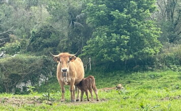 Medio Rural prorroga hasta el 31 de diciembre la suspensión del mercado nacional de La Pola Siero para frenar la dermatosis nodular