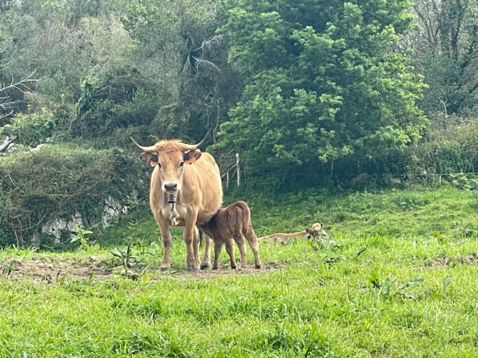 2025_12_16 suspension mercado La Pola Siero