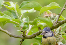 Un estudio del Serida y la Universidad revela el impacto de la fauna silvestre en el control de las plagas y en la sostenibilidad de los frutales
