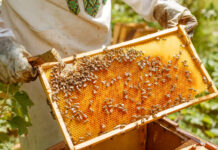 Medio Rural alcanza los 64,9 millones de ayudas de la PAC abonadas este año, tras ingresar ayer 1,4