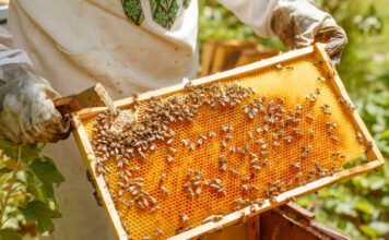 Medio Rural alcanza los 64,9 millones de ayudas de la PAC abonadas este año, tras ingresar ayer 1,4