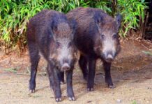 España confirma la muerte por peste porcina africana de 10 nuevos jabalíes dentro del radio del primer foco