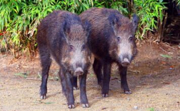 España confirma la muerte por peste porcina africana de 10 nuevos jabalíes dentro del radio del primer foco