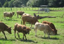 Medio Rural abona 1,23 millones en ayudas a cerca de 900 ganaderías afectadas por la enfermedad hemorrágica epizoótica