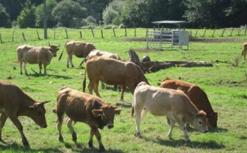 Medio Rural abona 1,23 millones en ayudas a cerca de 900 ganaderías afectadas por la enfermedad hemorrágica epizoótica