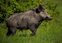 España confirma la muerte por peste porcina africana de otros cuatro jabalíes dentro del radio del primer foco