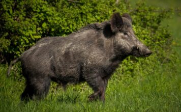España confirma la muerte por peste porcina africana de otros cuatro jabalíes dentro del radio del primer foco