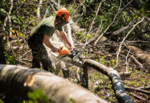 El Ejecutivo modifica la Ley de Montes para facilitar los permisos de corta de especies de crecimiento rápido y la obtención de leña