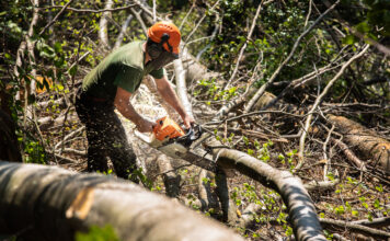 El Ejecutivo modifica la Ley de Montes para facilitar los permisos de corta de especies de crecimiento rápido y la obtención de leña