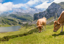 El Gobierno de Asturias refrenda el apoyo al medio rural con 20,1 millones para modernizar explotaciones agrarias e implantar medidas preventivas frente a la fauna salvaje