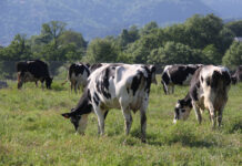 ACODEA avanza en un proyecto de investigación para reducir la huella ambiental de la producción de leche