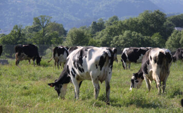 ACODEA avanza en un proyecto de investigación para reducir la huella ambiental de la producción de leche