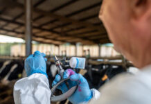 Un nuevo caso de dermatosis nodular contagiosa en una explotación de Gerona