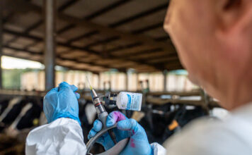 Un nuevo caso de dermatosis nodular contagiosa en una explotación de Gerona