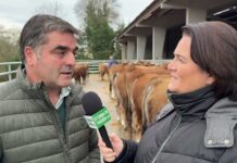 Nino Rodríguez, pte. de Aseamo sobre la Subasta Nacional de Sementales del 17 de enero