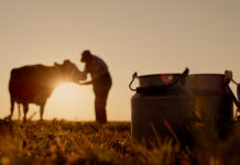 El Gobierno de Asturias destina 177.000 euros a garantizar la recogida de leche en zonas de montaña