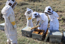 UPA propone una ayuda asociada para la apicultura en la nueva PAC
