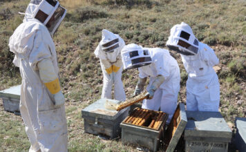 UPA propone una ayuda asociada para la apicultura en la nueva PAC