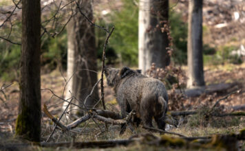 Medio Rural amplía la temporada de caza hasta el 31 de marzo para reforzar la prevención frente a la peste porcina africana