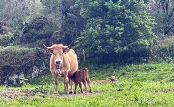 Medio Rural amplía hasta el 29 de marzo la suspensión del mercado nacional de La Pola Siero para frenar la dermatosis nodular