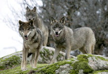 El Supremo solo permitirá la extracción de ejemplares de lobo para evitar daños en ganado y como alternativa última