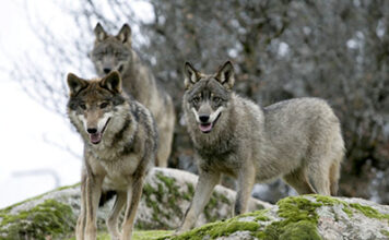El Supremo solo permitirá la extracción de ejemplares de lobo para evitar daños en ganado y como alternativa última