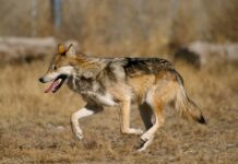 USAGA pide coherencia en la gestión del lobo tras las declaraciones de Hugo Morán y afea la desconfianza hacia las Comunidades Autónomas