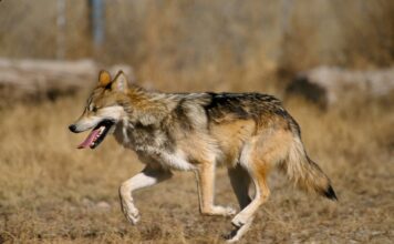 USAGA pide coherencia en la gestión del lobo tras las declaraciones de Hugo Morán y afea la desconfianza hacia las Comunidades Autónomas